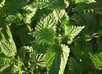nettle