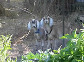 goats by garden