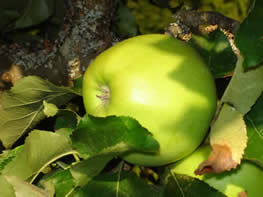 apple ripening