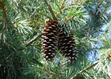 pine cones