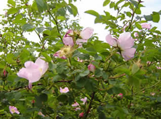 wildrosegreenandpink