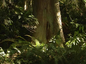 yoni tree