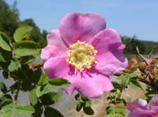 wild rose