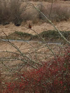 robin and rose hips