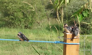 barn swallows