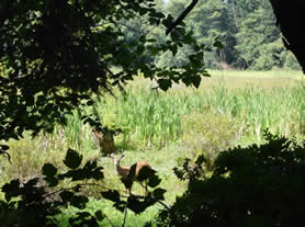 deer in shadow and light