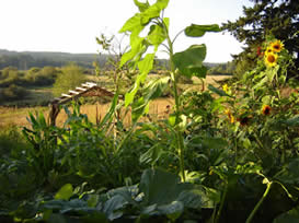 garden abundance