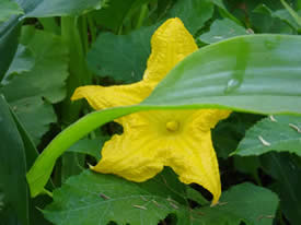 zucchini flower