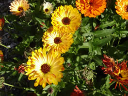 3 calendula