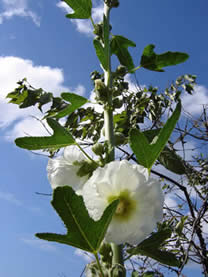 garden tomb of jesus hollyhock