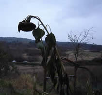 dead sunflower