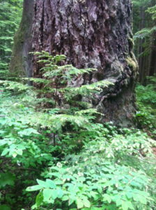 douglas-fir