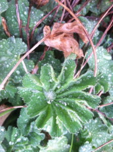 ladys-mantle-in-rain