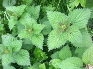 nettle-some-purple