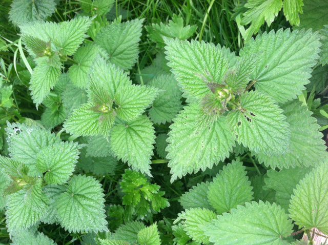 Nettle Love Song for Whidbey Island | Crow's Daughter