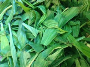 plantain-garbled