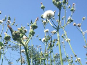 sow-thistle-and-sky